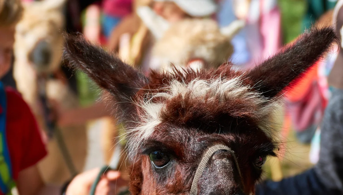 Alpaca Wanderung 2023 | © Inka Scheller