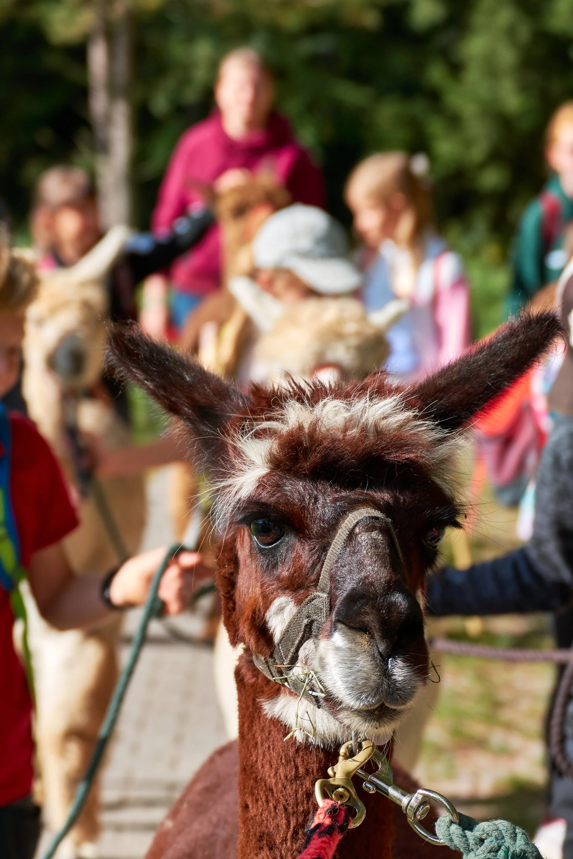 Alpaca Wanderung 2023 | © Inka Scheller