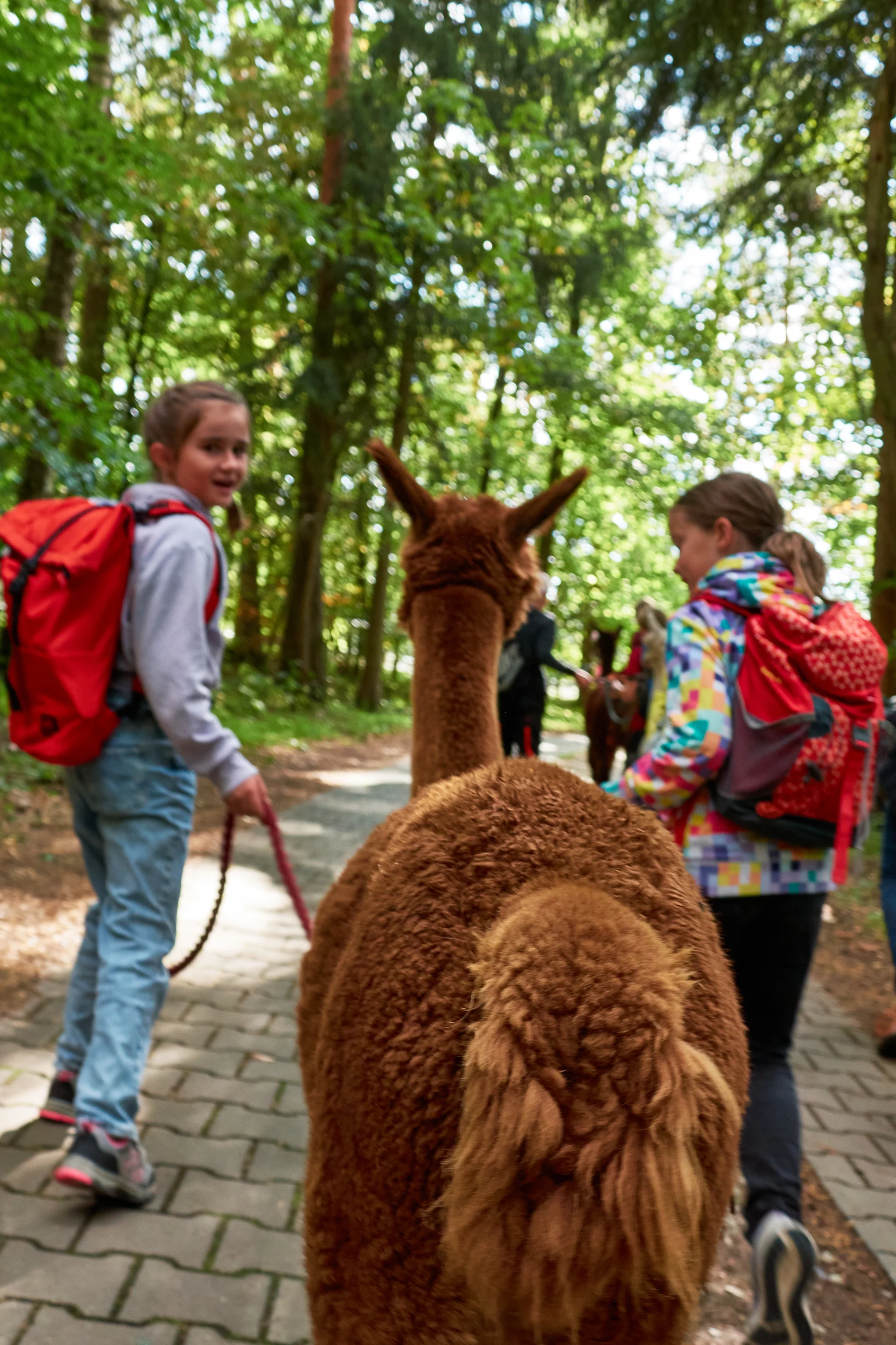 Alpaca Wanderung 2023 | © Inka Scheller