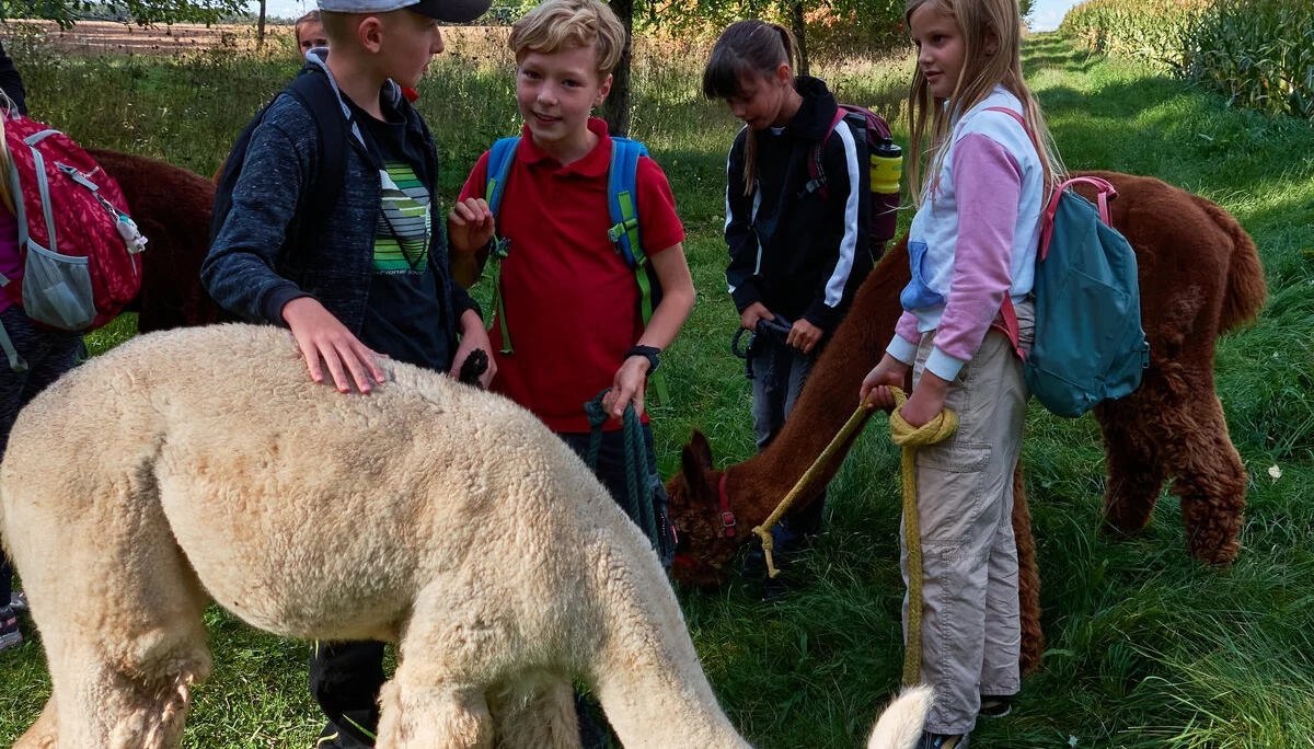 Alpaca Wanderung 2023 | © Inka Scheller