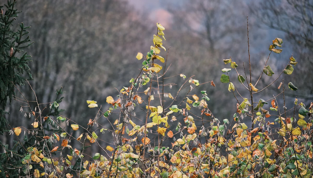 Düsselbacher Hütte 2024 | © Benedikt Rauh