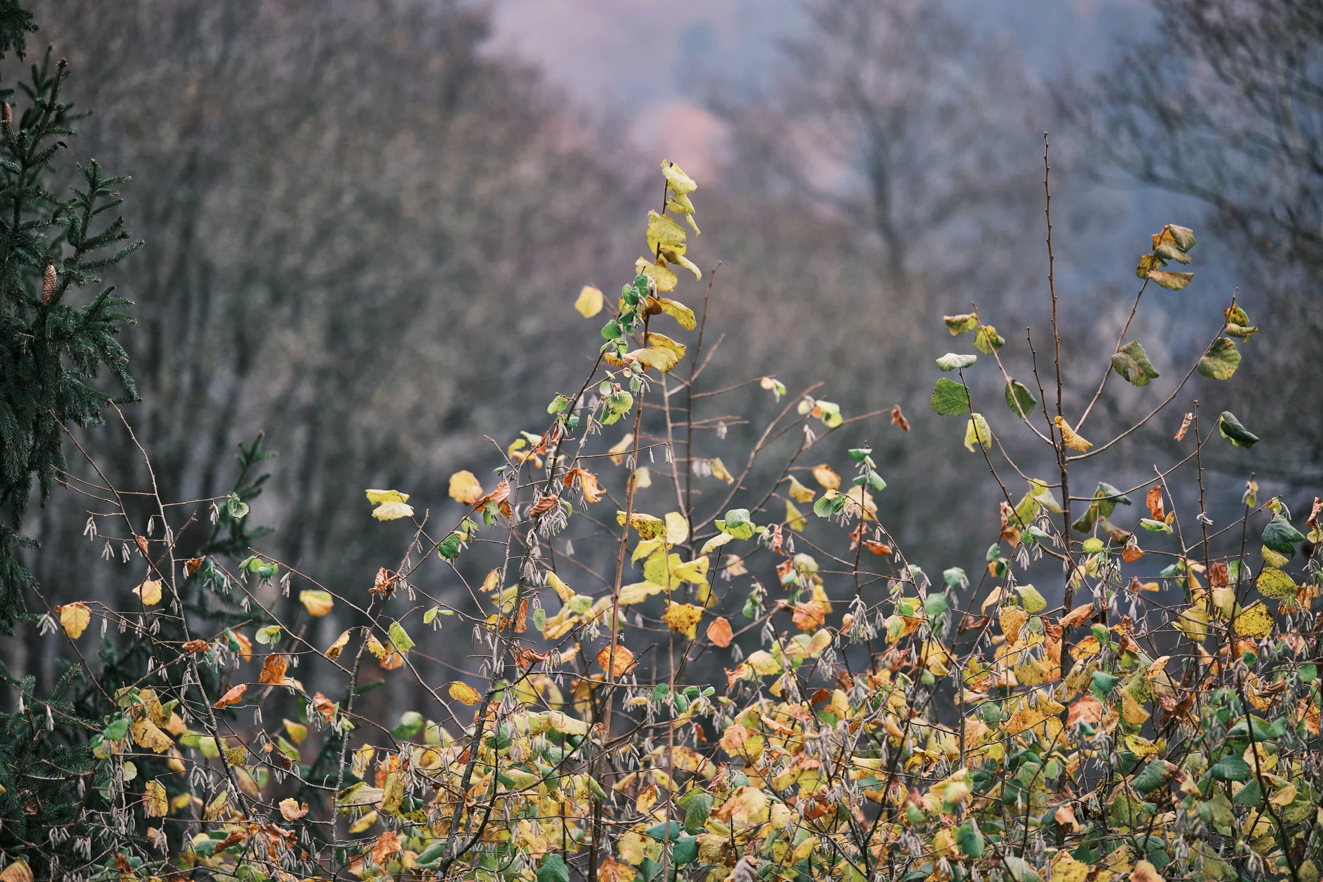 Düsselbacher Hütte 2024 | © Benedikt Rauh