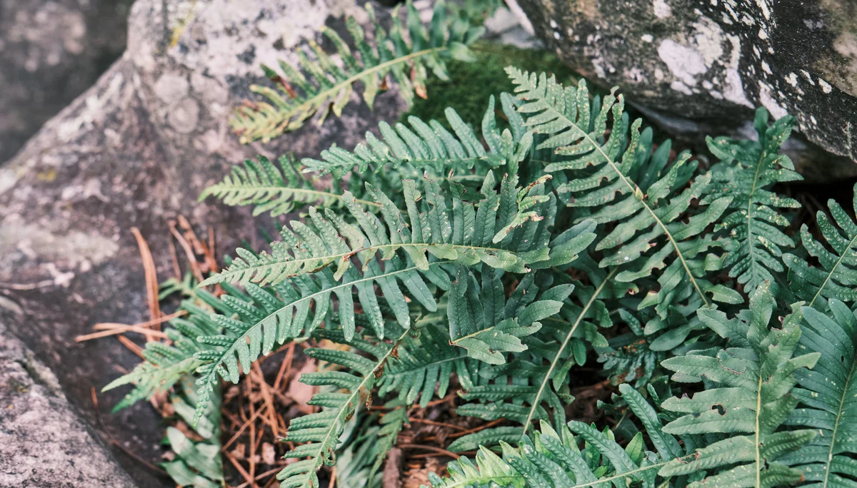 Fontainebleau 2024 | © Benedikt Rauh