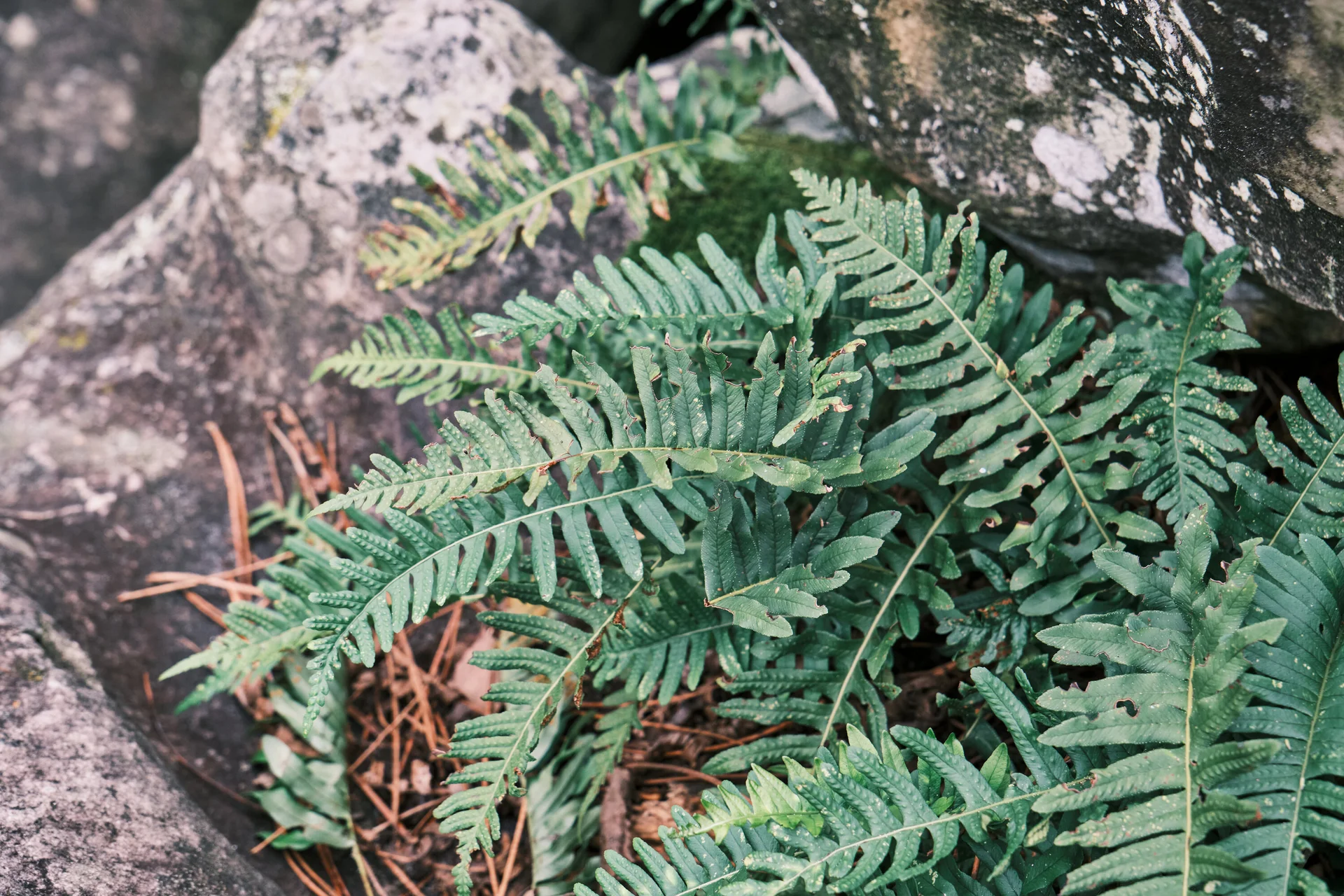 Fontainebleau 2024 | © Benedikt Rauh