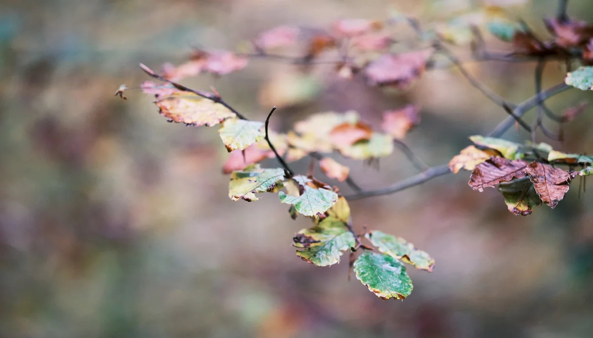 Höhenglücksteig 2024 | © Benedikt Rauh