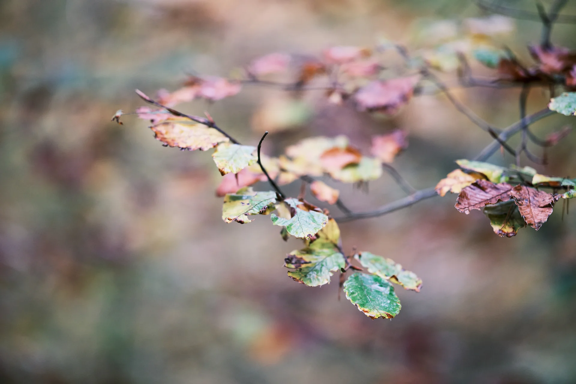 Höhenglücksteig 2024 | © Benedikt Rauh