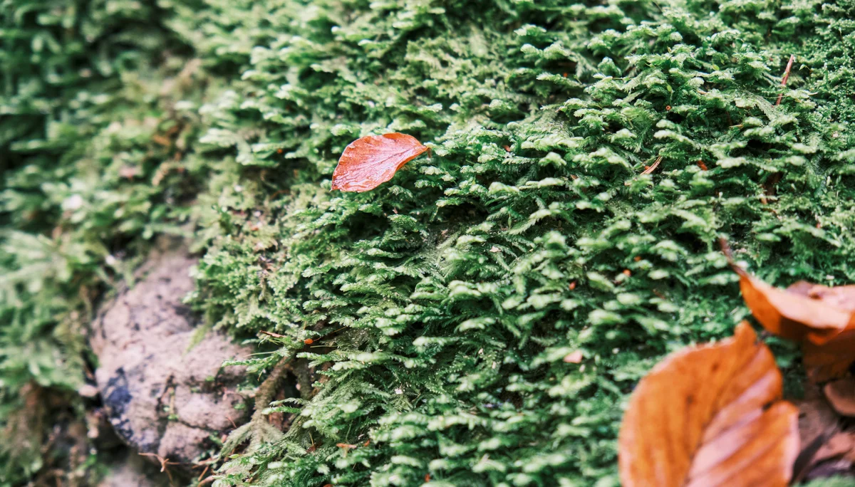 Höhenglücksteig 2024 | © Benedikt Rauh