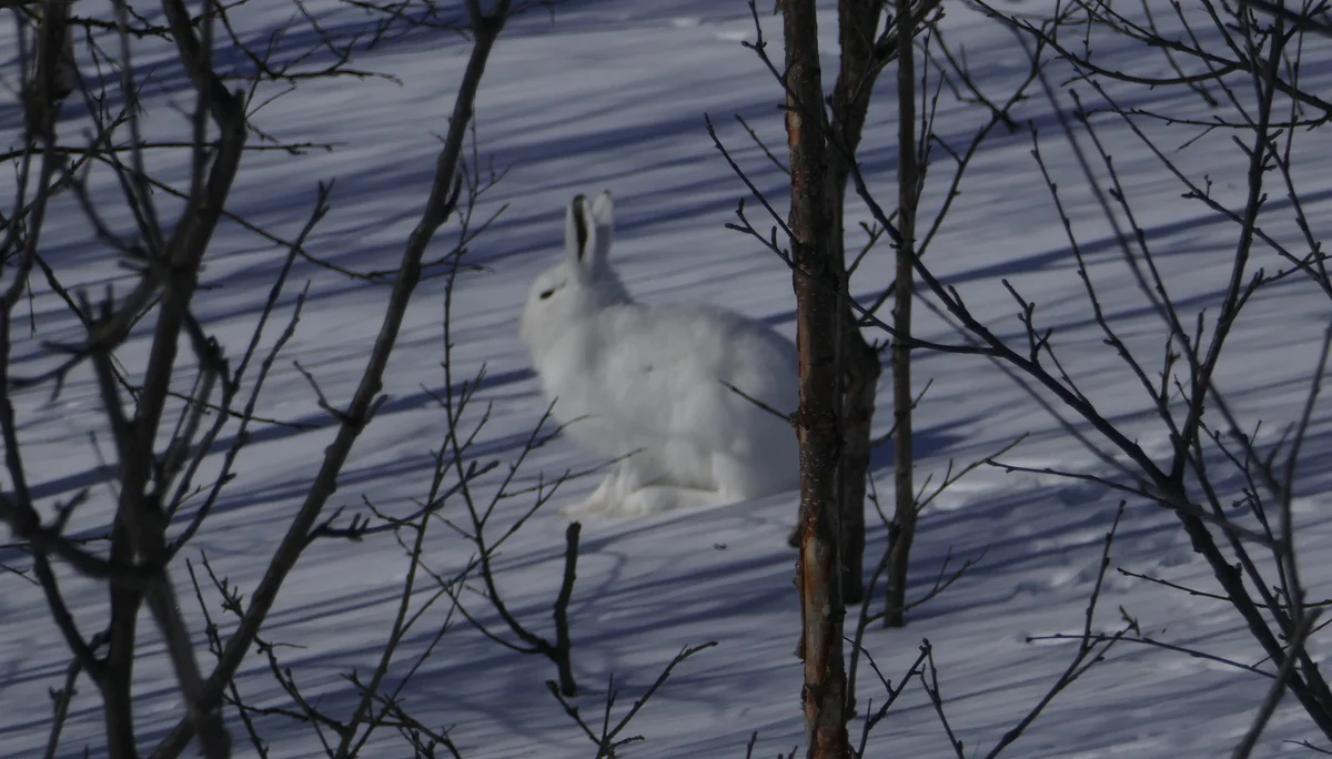 Lappland_2025 | © Filip Stößl