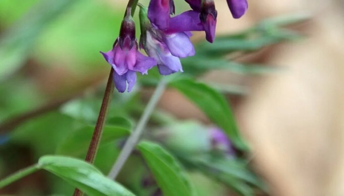 © DAV Schwabach Ortsgruppe Schwanstetten