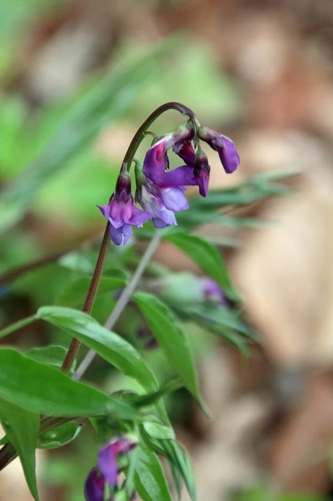 © DAV Schwabach Ortsgruppe Schwanstetten