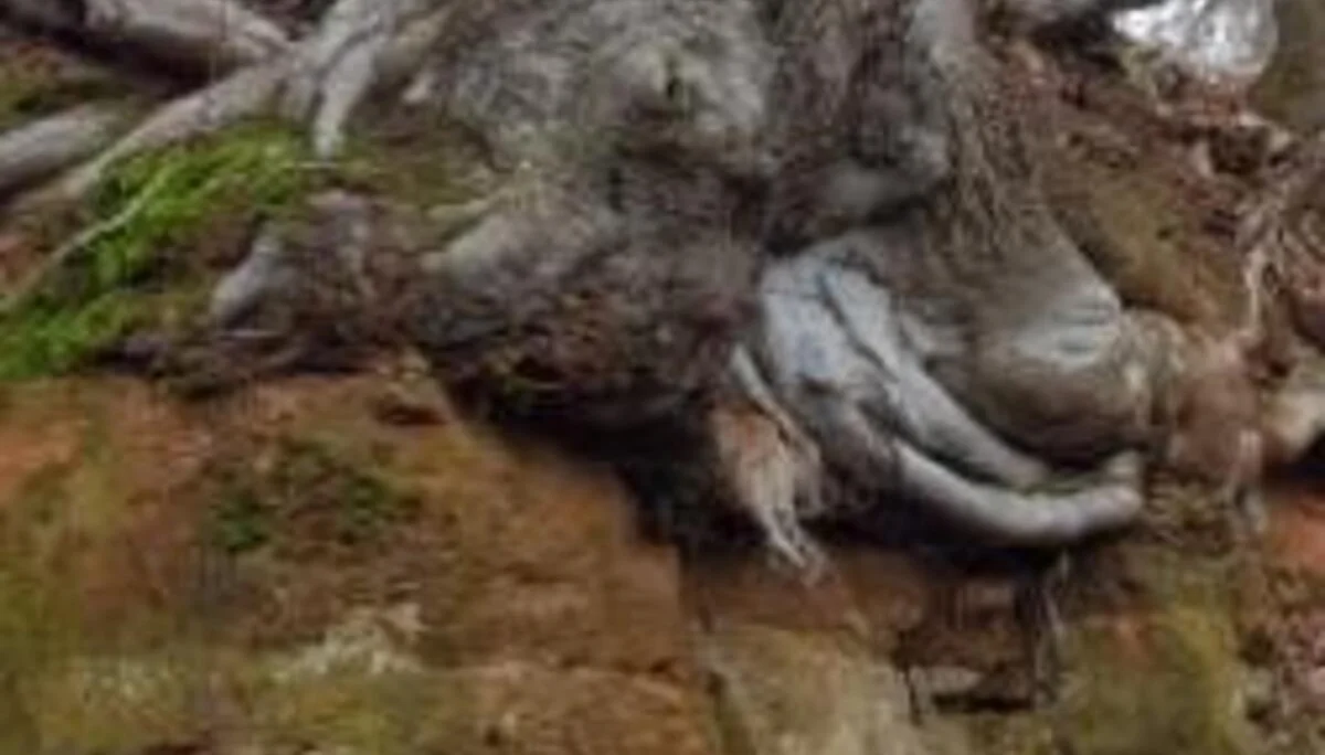 © DAV Schwabach Ortsgruppe Schwanstetten