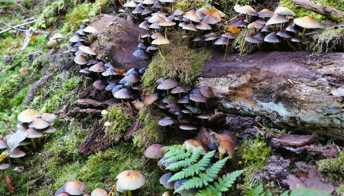 © DAV Schwabach Ortsgruppe Schwanstetten