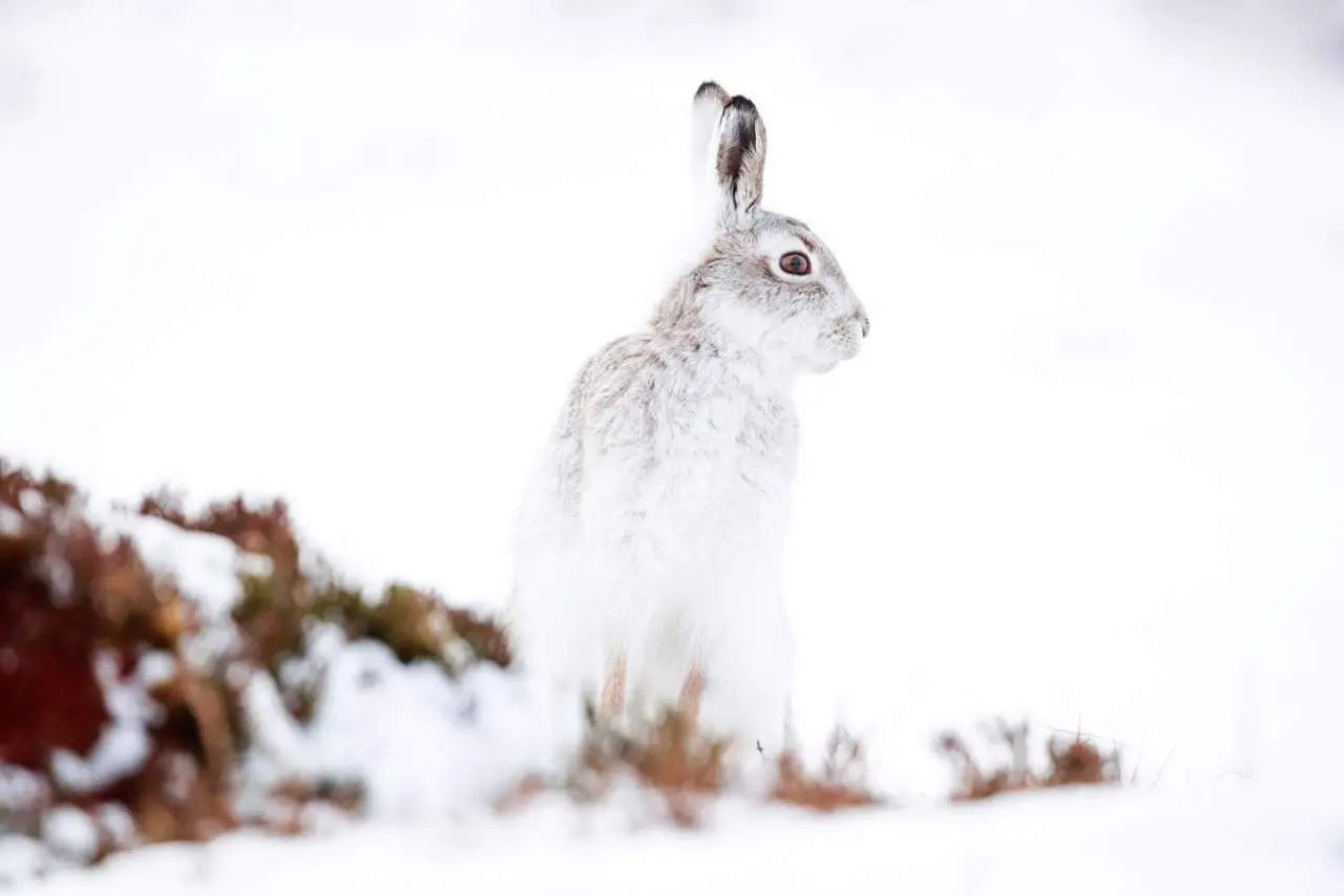 Besonders schützenswert: Der Schneehase | © AdobeStock